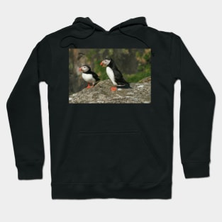 Puffin conversation Hoodie